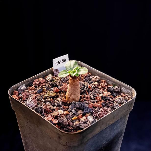 1.5-2CM Pelargonium Campestre