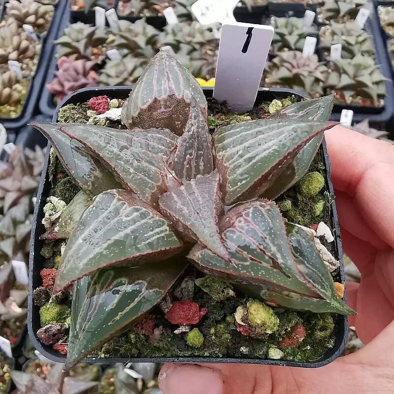 6-7cm Haworthia Mirabilis Var. Badia