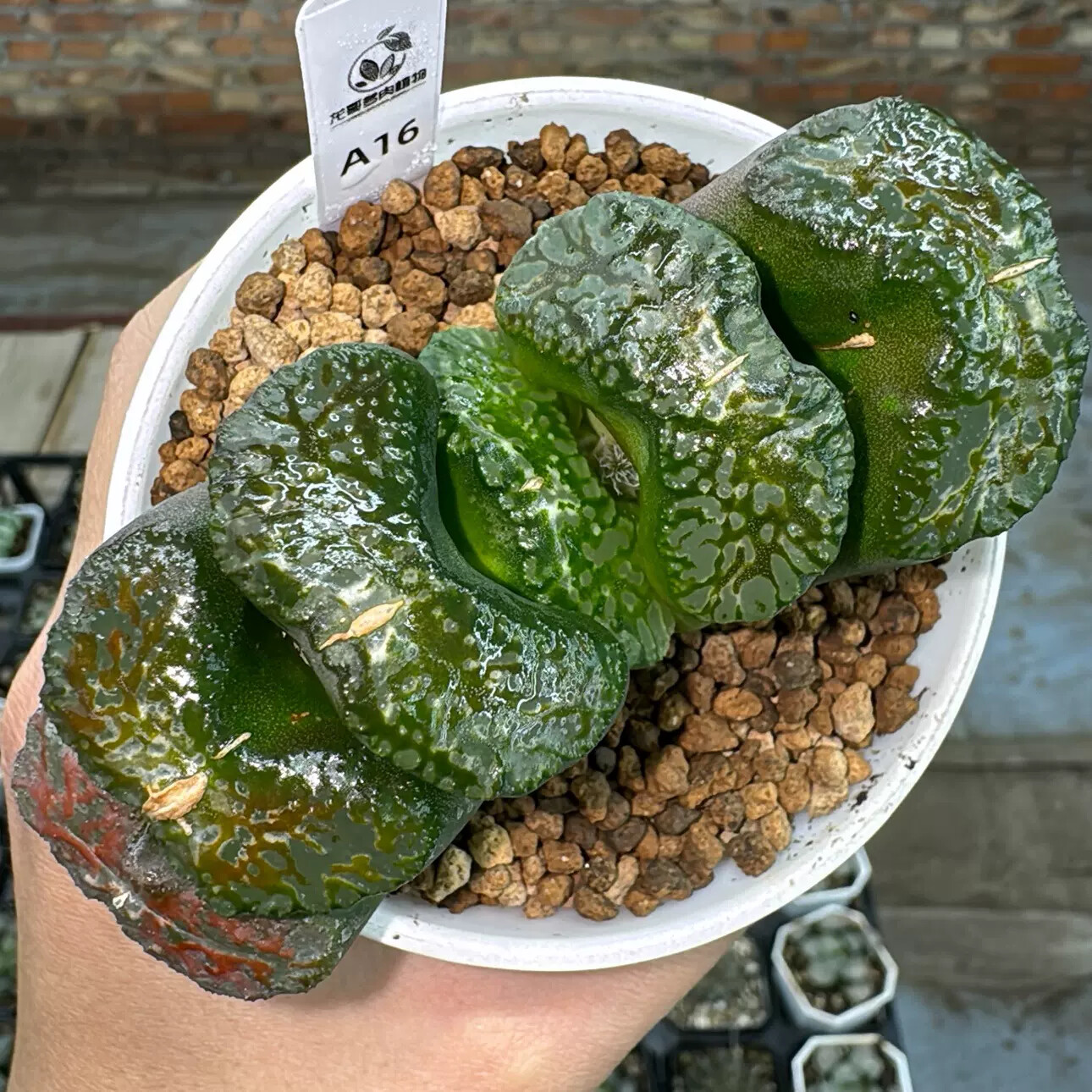 6-7cm Haworthia Daikoku Truncata