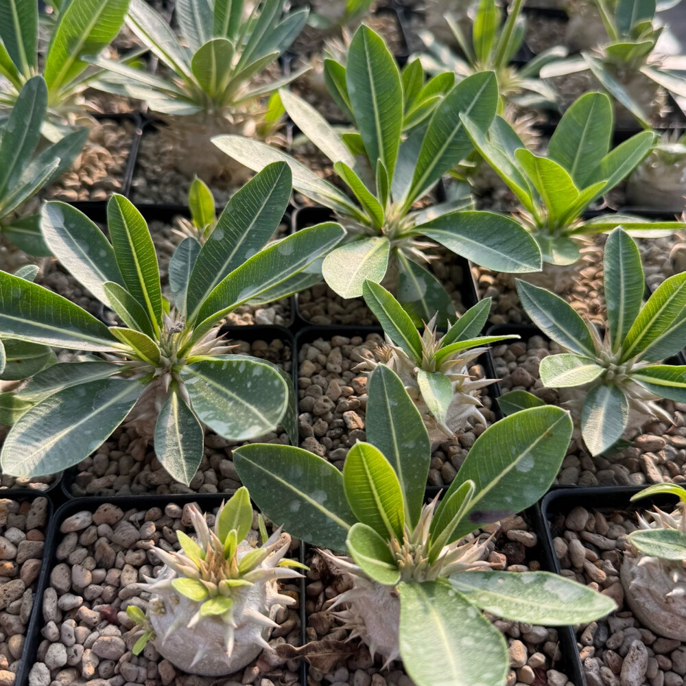 3.5-4cm Elephantopus scaber