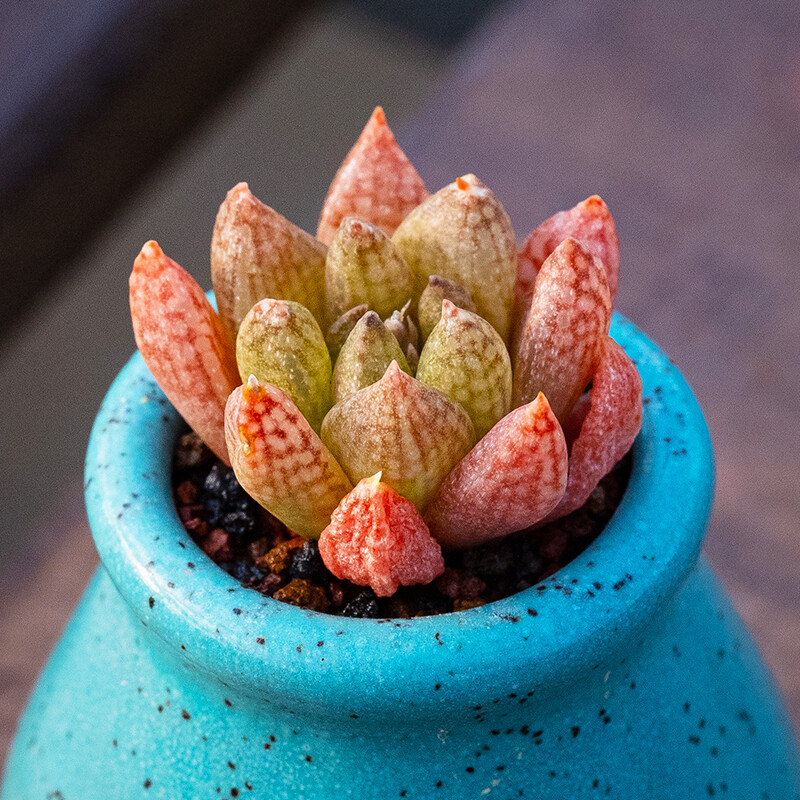 3-4CM Haworthia hurlingii