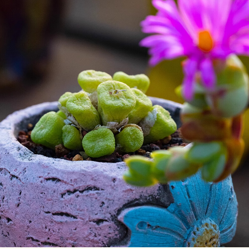 3CM Multiple Heads Aizoaceae Conophytum ectypum Little Red Mouth