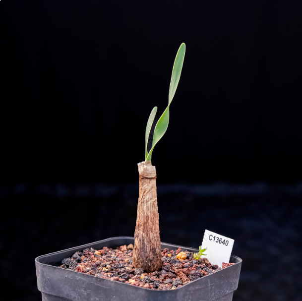 2CM Boophone disticha