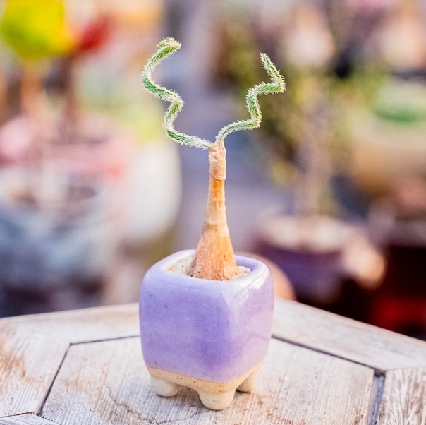 1-1.5cm Gethyllis villosa