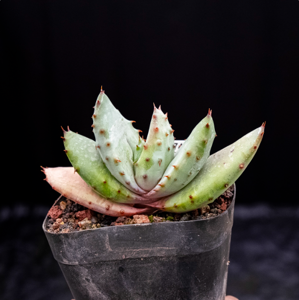 6-7cm  Aloe marlothii subsp. marlothii