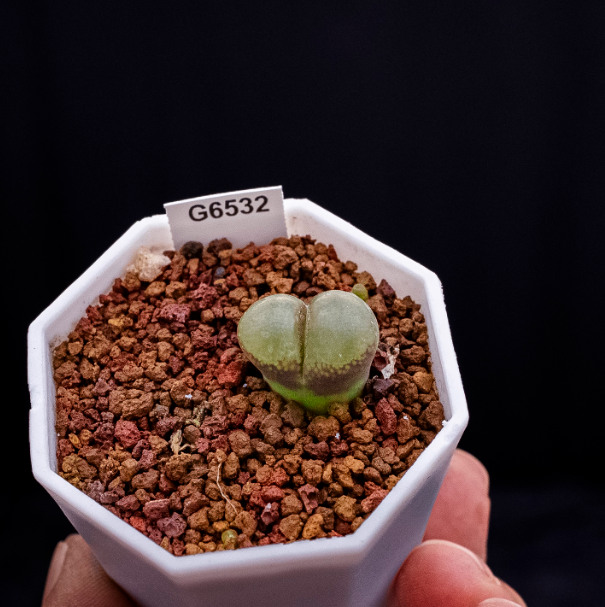 1cm conophytum longum