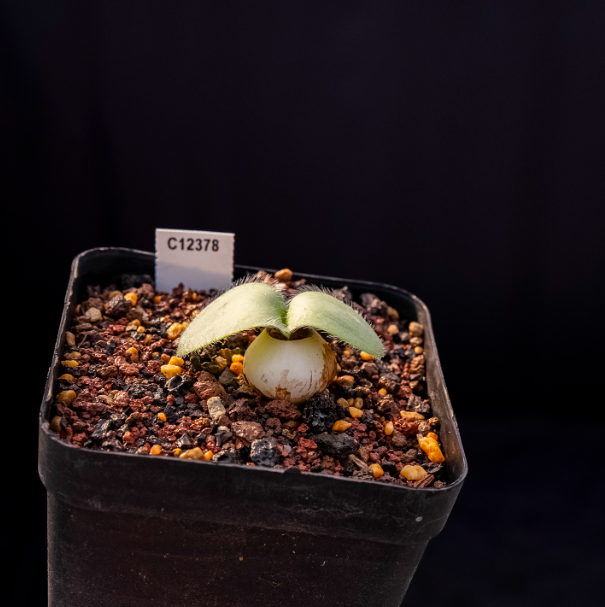 2-2.5cm Haemanthus humilis