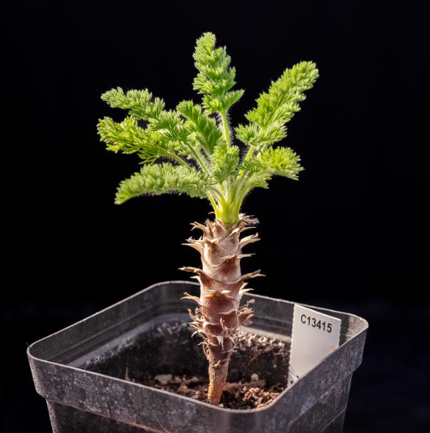 2-2.5cm Pelargonium hirtu