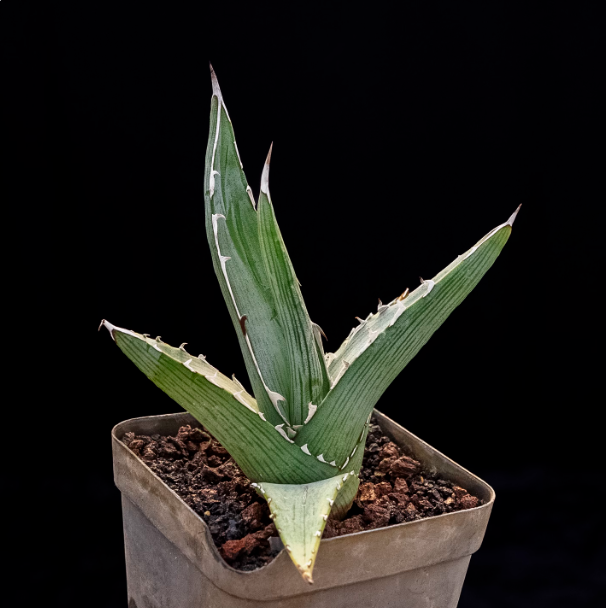 5-6cm Agave albomarginata