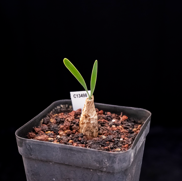 2CM Boophone disticha