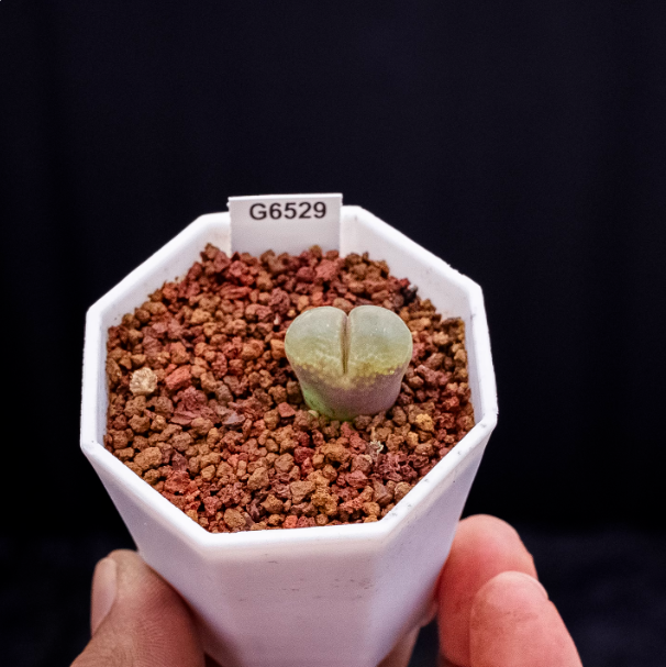 1cm conophytum longum