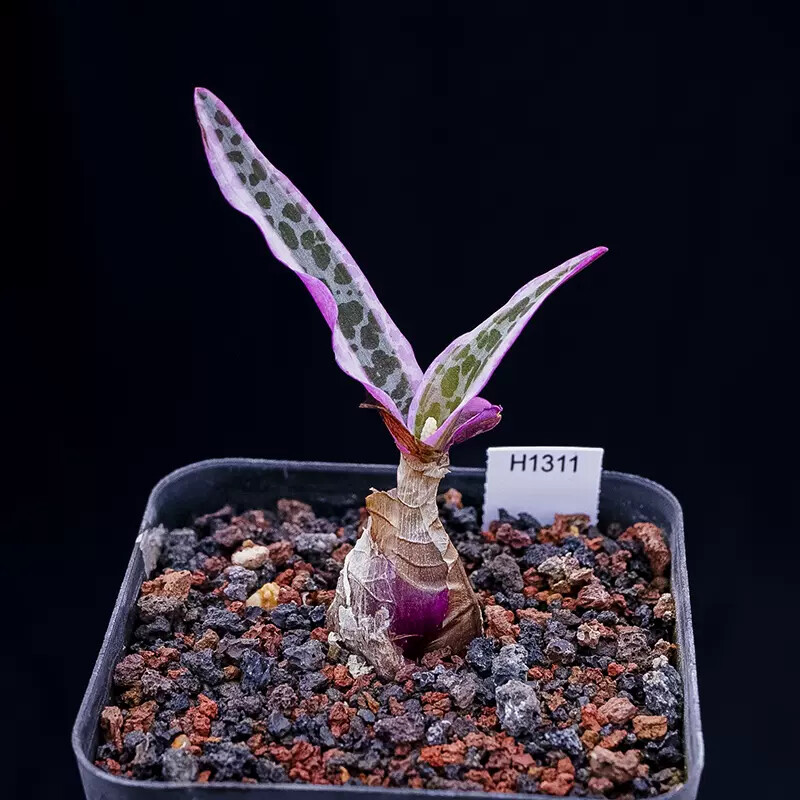 1.5-2cm Ledebouria Socialis