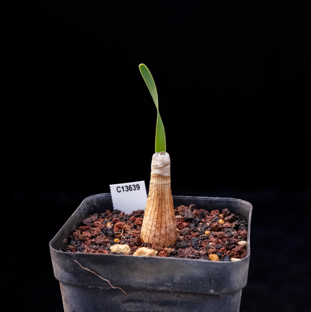 2CM Boophone disticha