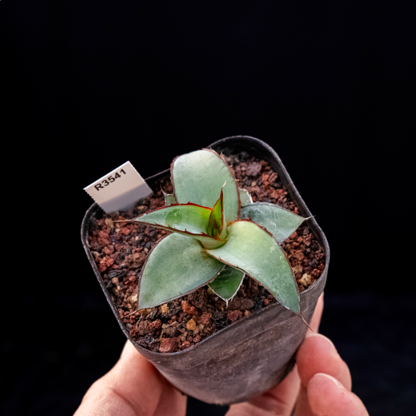 5-6cm Agave impressa