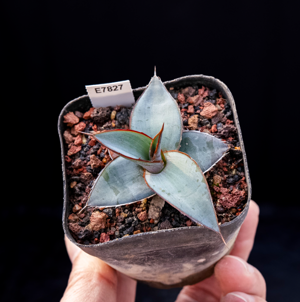 5-6cm Agave impressa