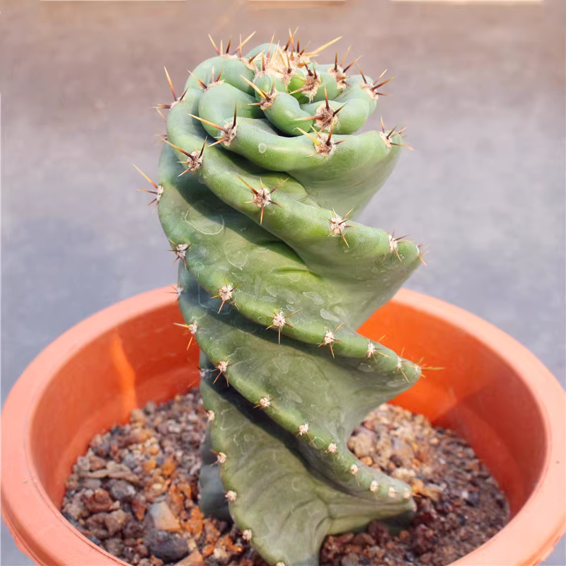 10-13cm Cereus forbesii spiralis