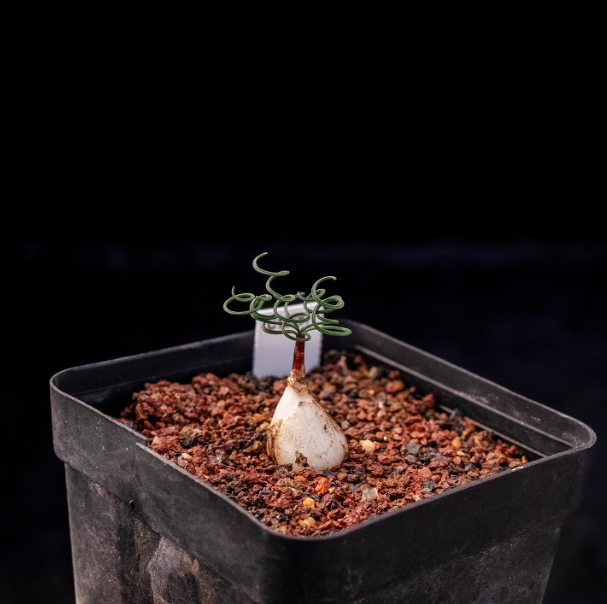 1-1.5cm Gethyllis linearis