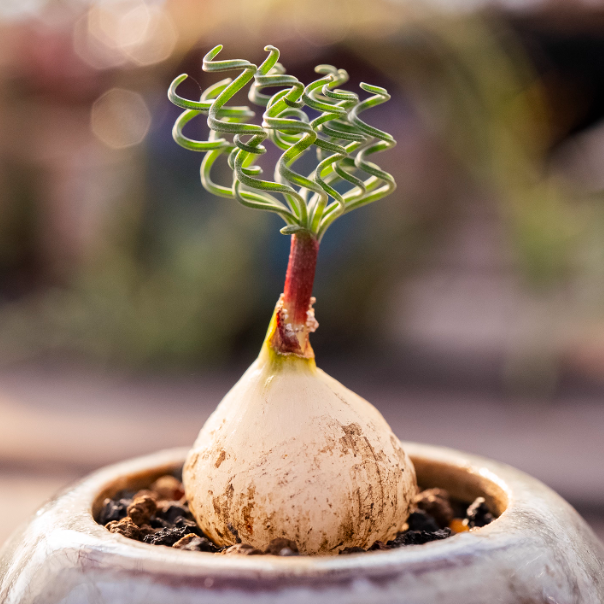 1-1.5cm Gethyllis linearis