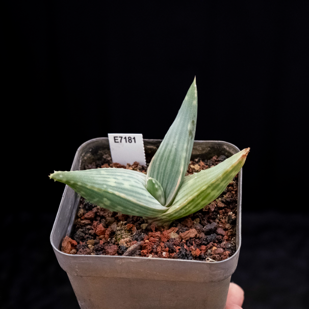 5-7cm Aloe karasbergensis