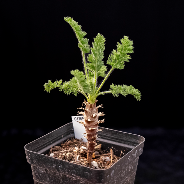 2-2.5cm Pelargonium hirtu