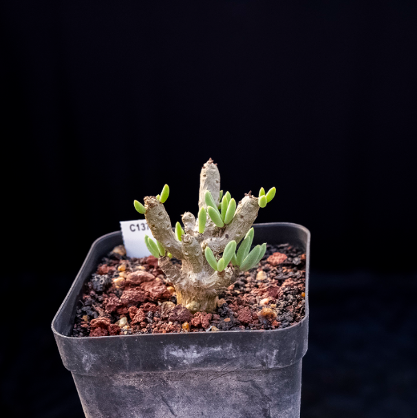 5-7cm Tylecodon decipiensToelken