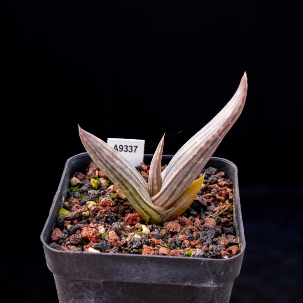 5-7cm Aloe karasbergensis