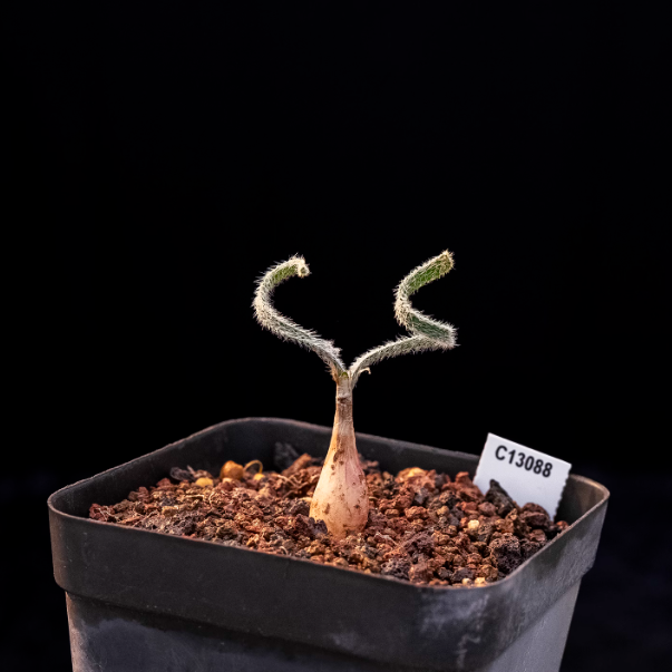 1-1.5cm Gethyllis villosa