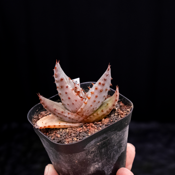 6-7cm  Aloe marlothii subsp. marlothii