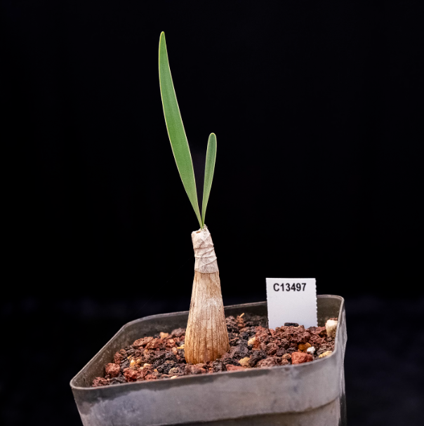 2CM Boophone disticha