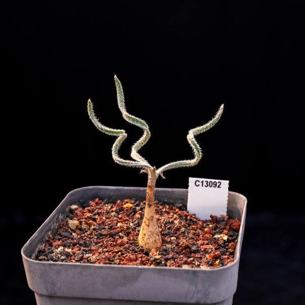 1-1.5cm Gethyllis villosa