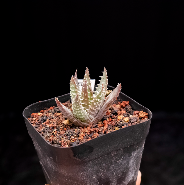3-4cm Aloe humilis