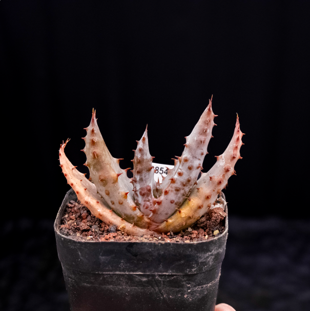 6-7cm  Aloe marlothii subsp. marlothii