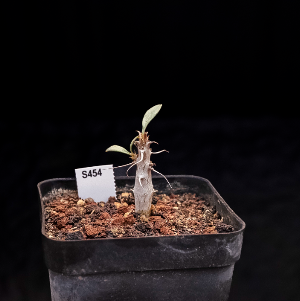 1-1.5cm Fouquieria columnaris