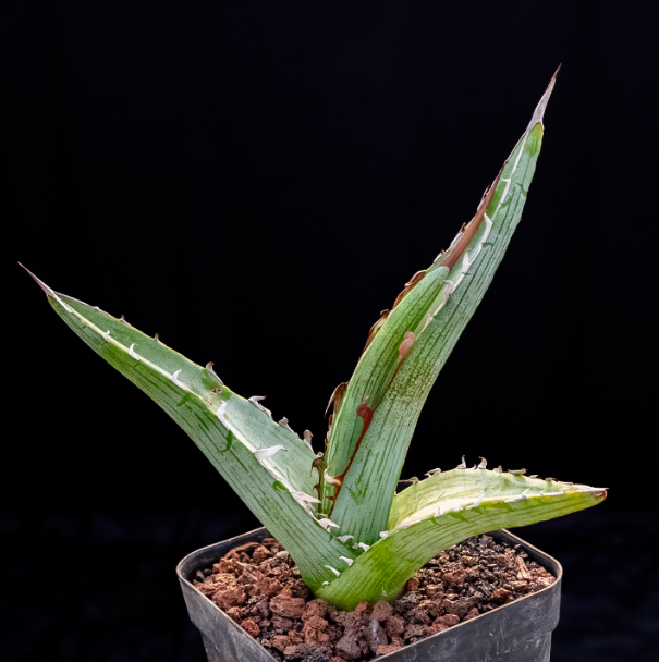 5-6cm Agave albomarginata
