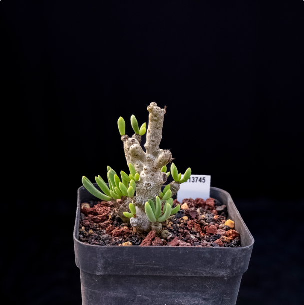 5-7cm Tylecodon decipiensToelken