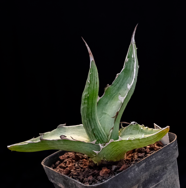 5-6cm Agave albomarginata