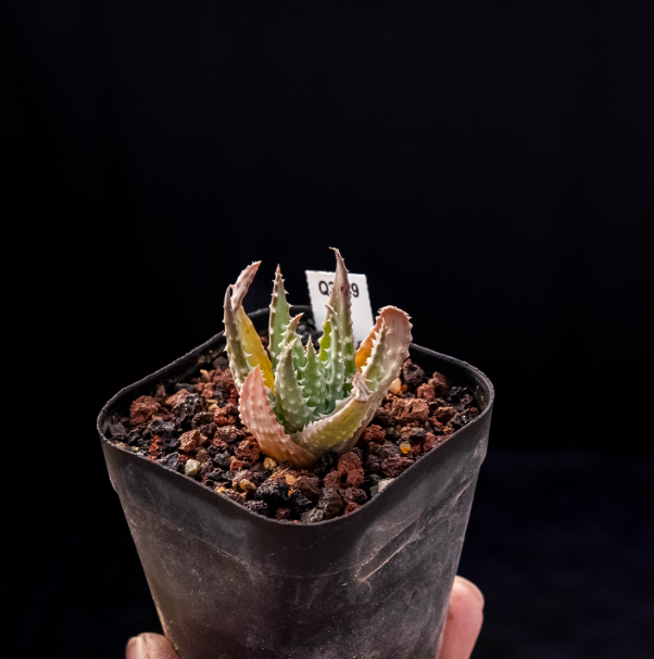 3-4cm Aloe humilis