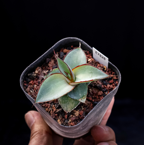 5-6cm Agave impressa