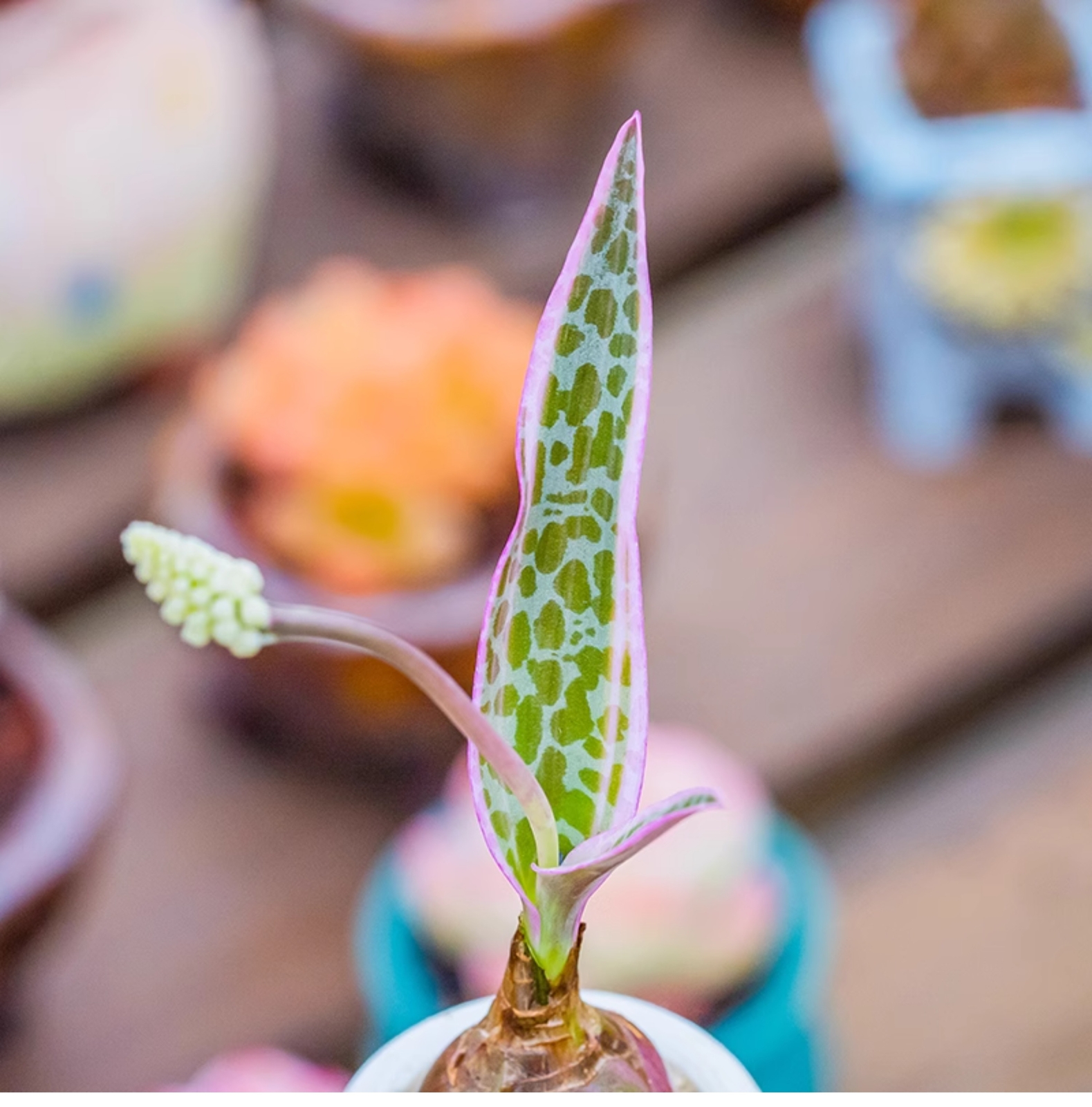 1.5-2cm Ledebouria Socialis