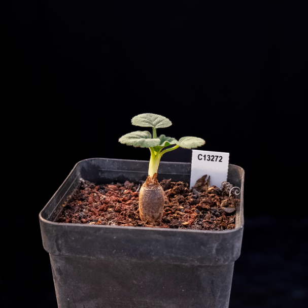 1.5cm Pelargonium grenvilleae