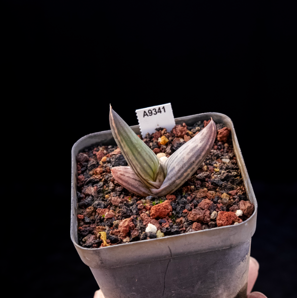 5-7cm Aloe karasbergensis