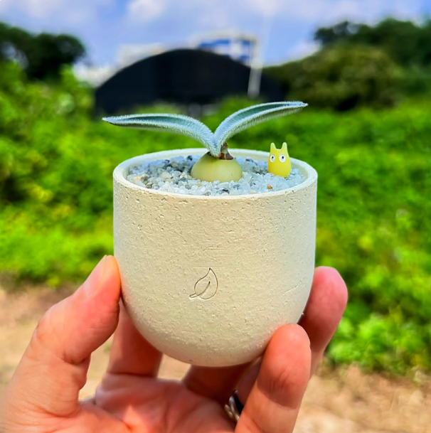 2-2.5cm Haemanthus humilis