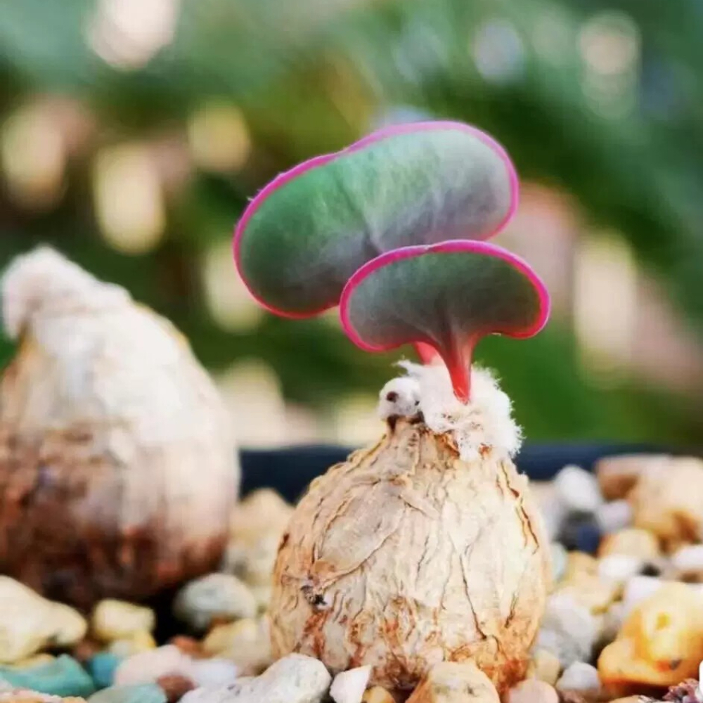 1.5-2CM Othonna intermedia