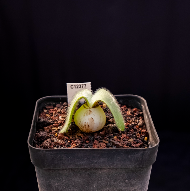 2-2.5cm Haemanthus humilis