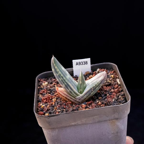 5-7cm Aloe karasbergensis