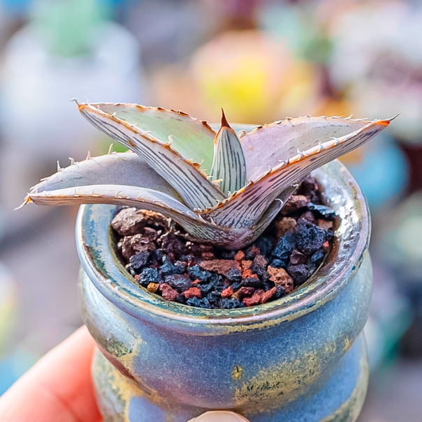 5-6cm Agave albomarginata