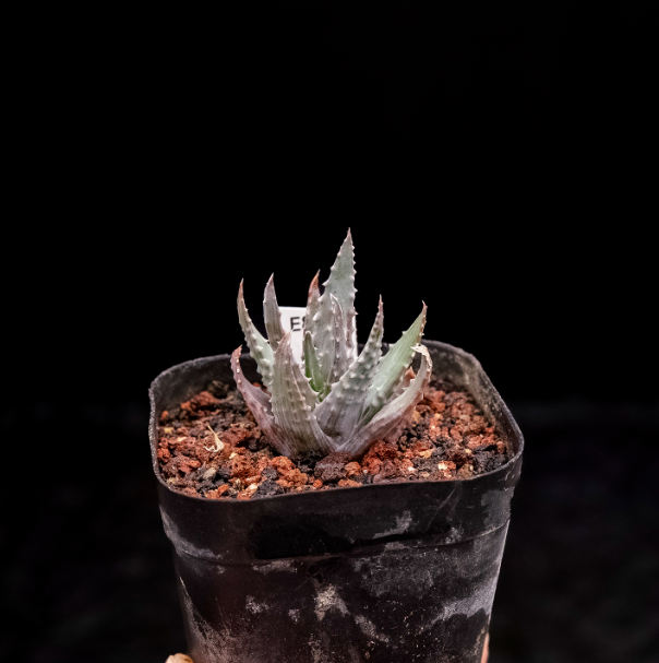 3-4cm Aloe humilis