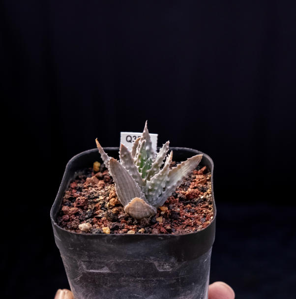 3-4cm Aloe humilis