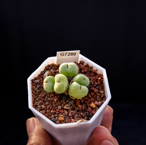 4-5cm Conophytum uviforme