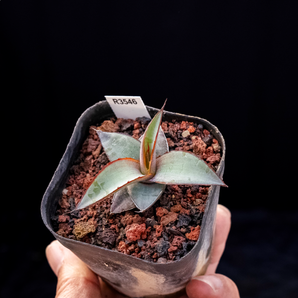 5-6cm Agave impressa